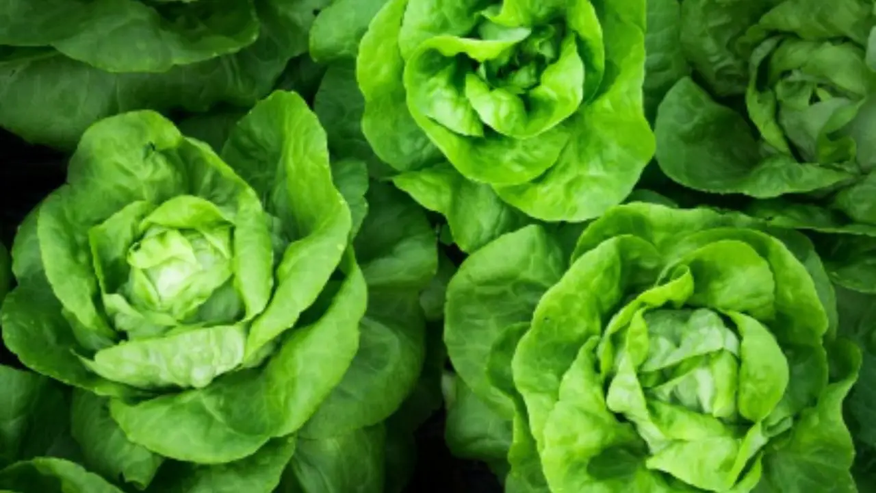 L’errore banale che stai commettendo e che impedisce alla tua insalata di crescere